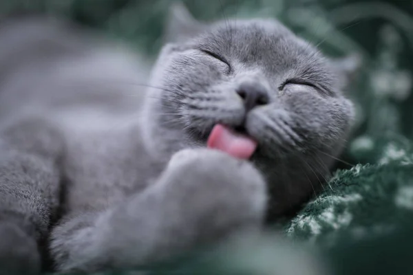 Sete vidas? Saiba como é feito o cálculo para saber a idade dos gatos