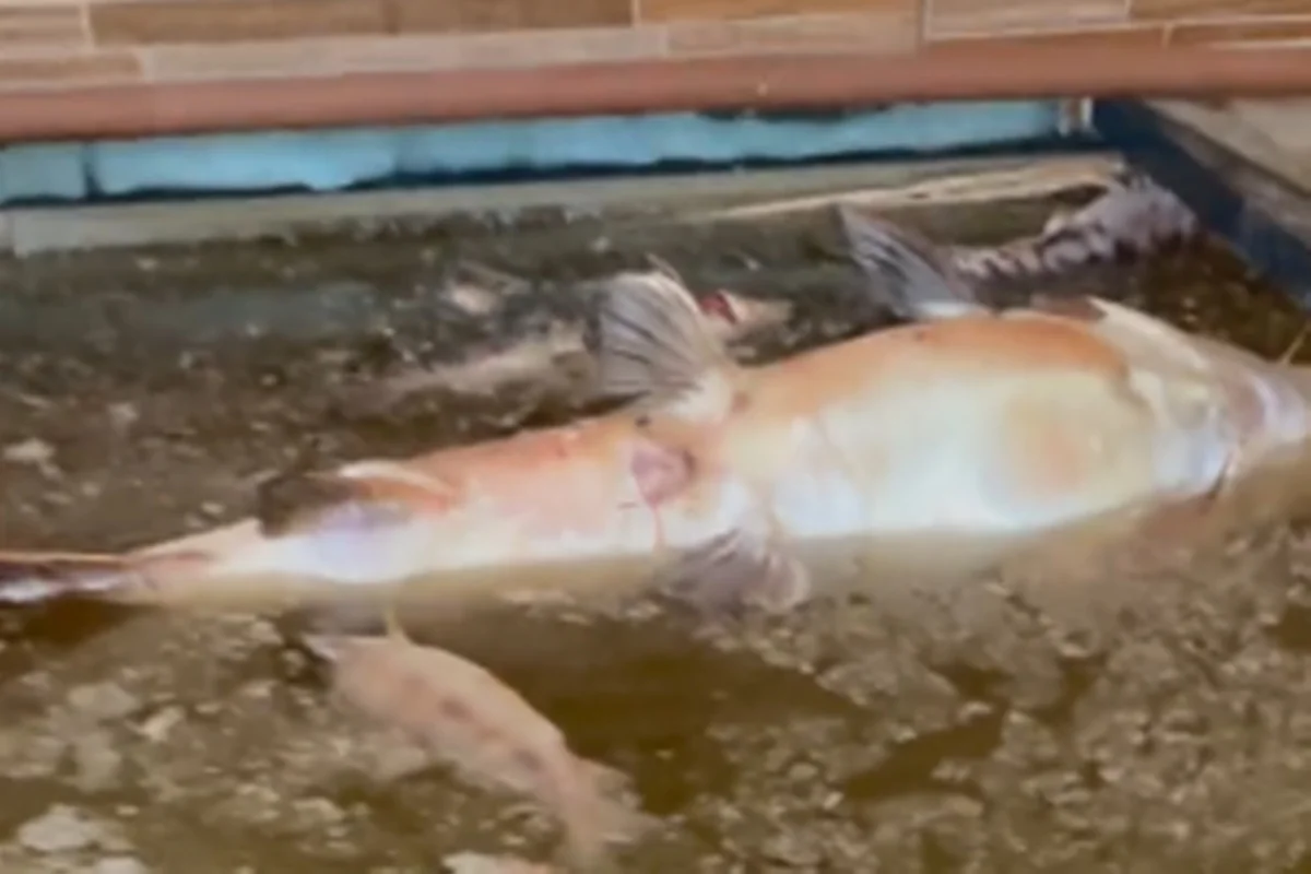 Aquarista retorna de viagem e encontra dezenas de peixes jumbo mortos - imagem 2 Aquarista retorna de viagem e encontra dezenas de peixes jumbo mortos - imagem 2