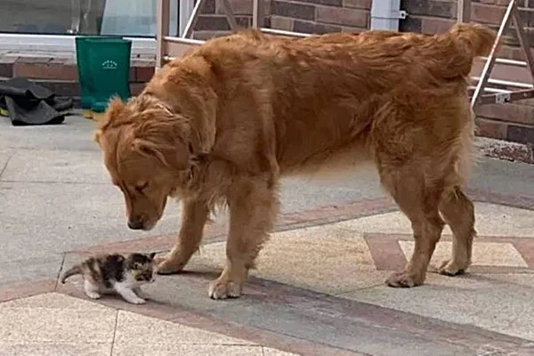 foto de cachorro peludo caramelo olhando para filhote de gato malhado