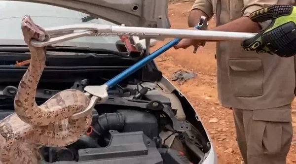 Jiboia encontrada no motoro de carro em Goiás