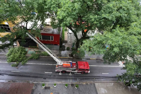 Queda de árvore em SP