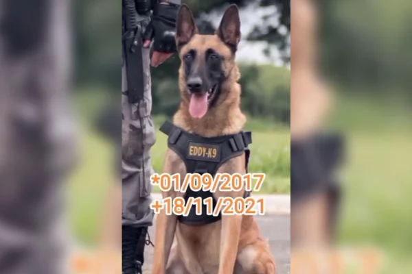 Morre, aos 4 anos, Eddy, o pastor belga da Polícia Militar do DF
