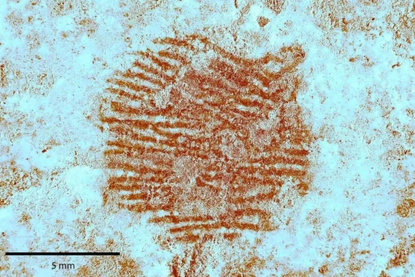 Impressão digital neandertal espanha 43 mil anos 3