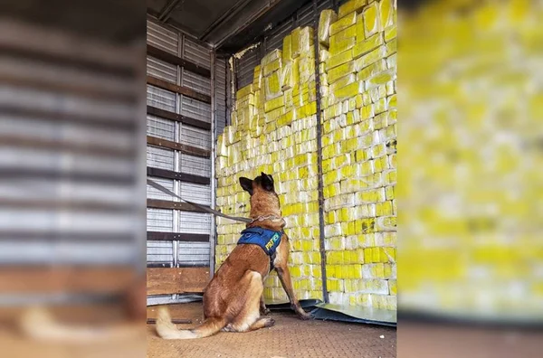 Cães farejadores ajudam a localizar 400 Kg de maconha em caminhão
