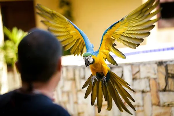Arara voando em direção ao dono