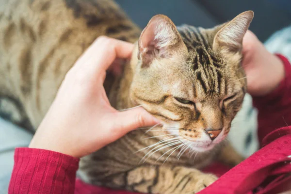 Imagem colorida de gato recebendo carinho no pescoço