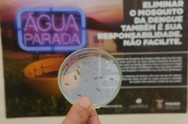 Cientistas preveem surto de zika até abril