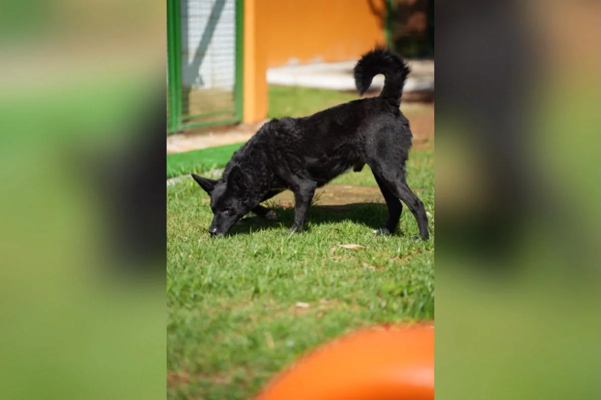 “Impostor Alemão” e mais: Prefeitura de SP terá feira de adoção de animais - imagem 3 “Impostor Alemão” e mais: Prefeitura de SP terá feira de adoção de animais - imagem 3
