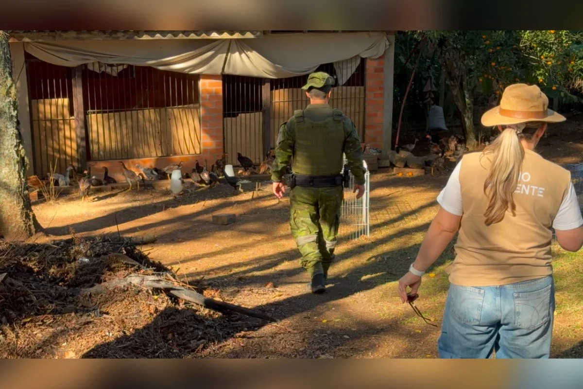 Cunhado de Cristiano Ronaldo vira alvo da polícia por rinhas de galo - imagem 6 Cunhado de Cristiano Ronaldo vira alvo da polícia por rinhas de galo - imagem 6
