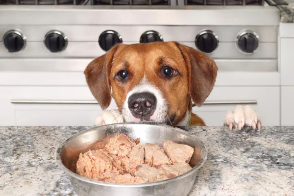 foto colorida de cachorro olhando pote de comida com proteína