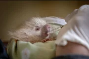Filhote de porco-espinho albino encontrado órfão durante os incêndios florestais. Foto tirada em  agosto de 2021