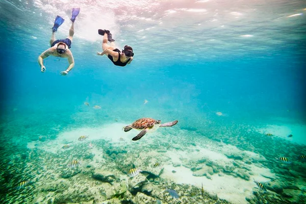 Foto de um homem e uma mulher mergulhados em um mar ao lado de uma tartaruga marinha