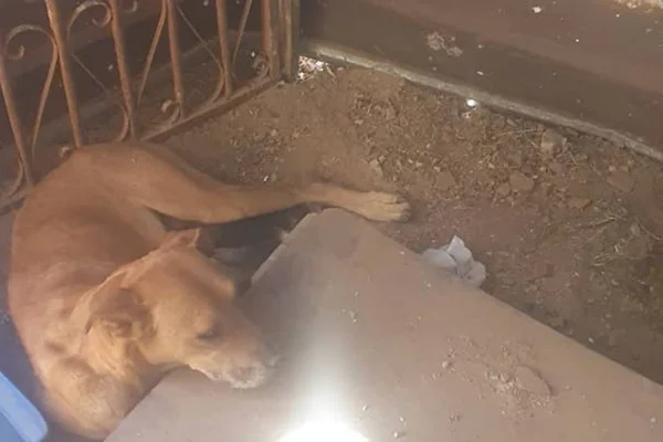 Cadela resgatada no Gama