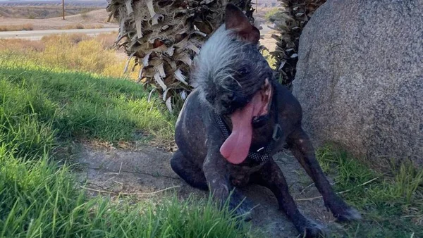 Cachorro feio