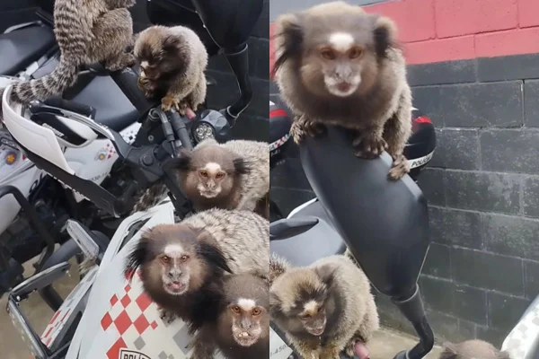 Policial Militar registrou o momento em que o batalhão foi ‘invadido’ por cinco saguis. Os animais subiram nas motocicletas - Metrópoles
