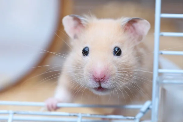 Guia para cuidar de hamster