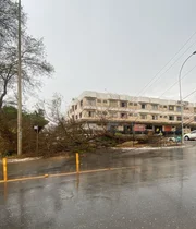 Quedas de árvores no DF