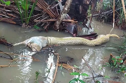 Vídeo: sucuri morre engasgada ao tentar engolir cachorro no Tocantins