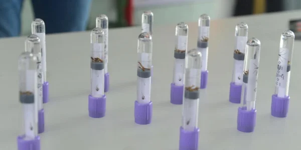 Imagem de frascos com larvas de mosquito sobre uma mesa - Metrópoles