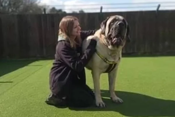 Maior cachorro do mundo