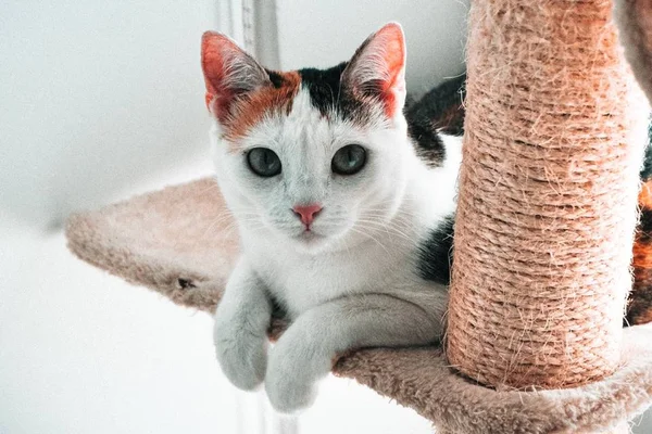 Entenda por que os arranhadores são essenciais para os gatos