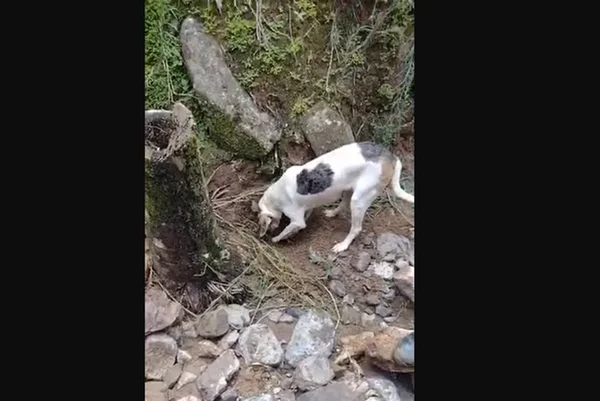 Foto colorida de uma cachorra cavando próximo ao local onde o dono estava soterrado em Rodeio (SC) - Metrópoles