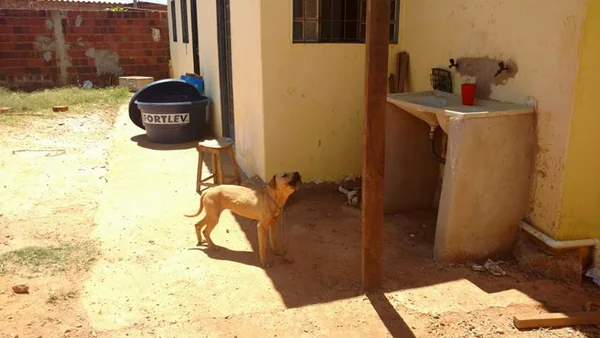 Cães da raça pit bull atacam e ferem duas pessoas no Sol Nascente