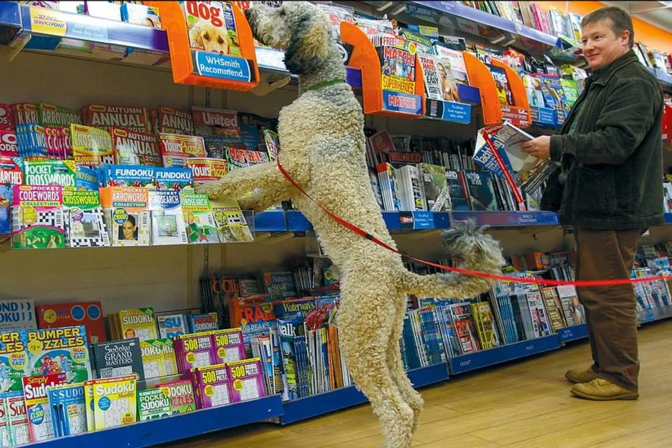 Difícil ser cachorro e escolher a revista ideal, né? Difícil ser cachorro e escolher a revista ideal, né?