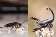 A barata é o principal alimento dos aracnídeos 