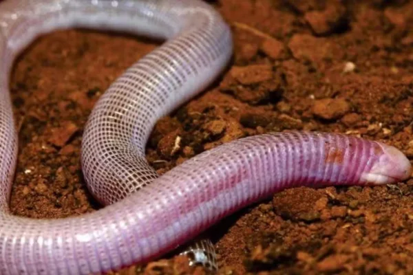 Cobra cor de rosa - Metrópoles