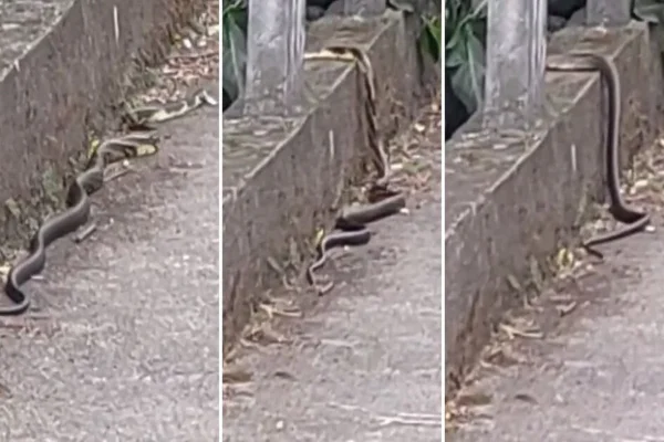 Imagem colorida, cobra na rua - Metrópoles