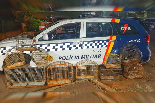 carro e gaiolas