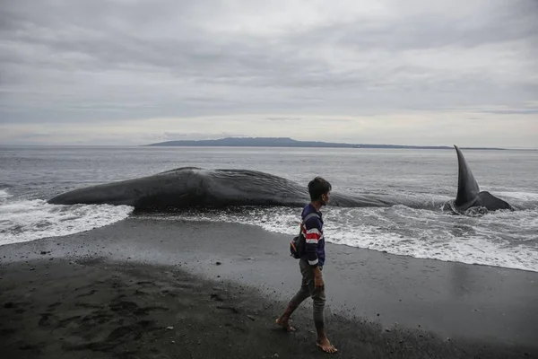 Foto colorida de baleia encalacrada na de Bali, na Indonésia, por suspeita de ingestão de plástico - Metrópoles