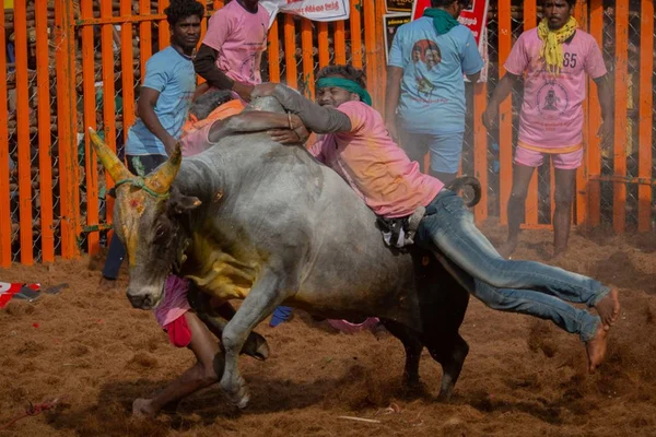 Imagem colorida mostra touradas realizadas na Índia e que se chama Jallikattu - Metrópoles