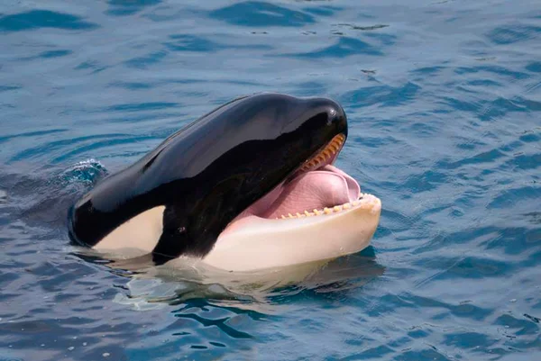 Cientistas revelam que baleia orca consegue imitar a fala humana