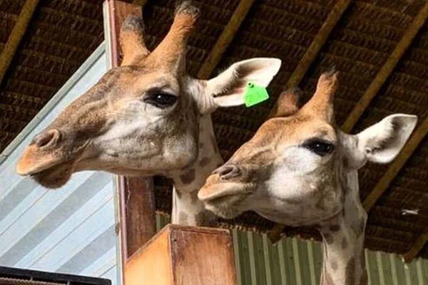cabeças de duas girafas - metrópoles