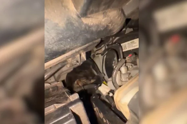 Gatinho é resgatado após ficar preso em local inusitado de carro