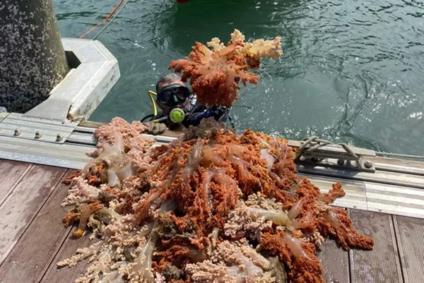 Foto colorida de nadador com coral na mão - Metrópoles