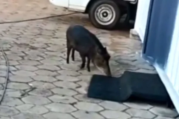 Porco do mato goiás são miguel do araguaia