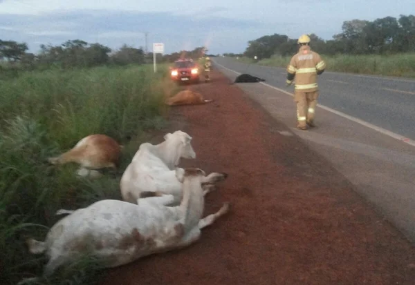 Motorista atropela seis vacas na DF-290 e foge. Veículo não foi identificado