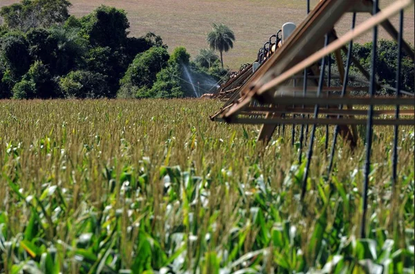 GDF prevê queda de até 80% das taxas de licenciamento à produção rural