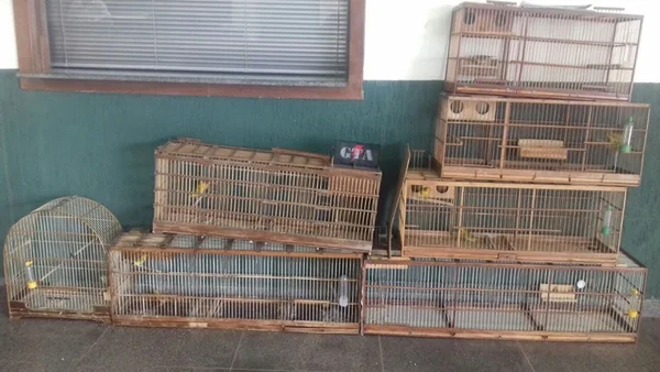 PM apreende nove pássaros criados irregularmente em Ceilândia