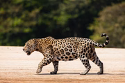 As onças-pintadas podem caçar mais de 85 espécies diferentes, desde pequenos roedores até grandes mamíferos como capivaras