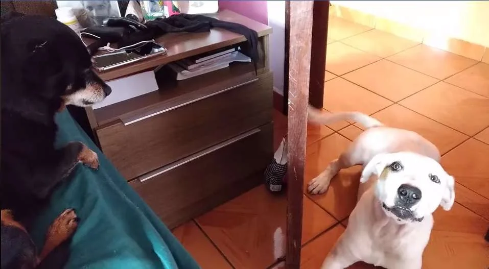 Apaixonado pelo cãozinho, Lívio decidiu levá-lo para casa Apaixonado pelo cãozinho, Lívio decidiu levá-lo para casa