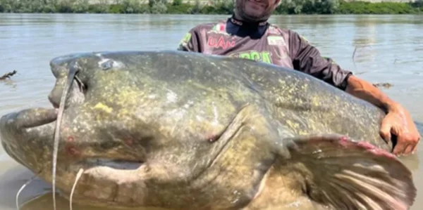 Imagem colorida de bagre gigante