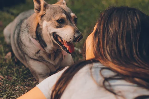 Quantas palavras um cão pode entender?