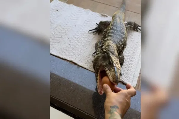 Lagarto adotado por família de Chapecó busca comida na mão dos donos