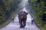 Elefante se incomoda com selfie e persegue casal na Tailândia - imagem 4