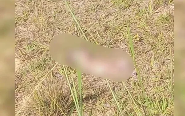goias corpo recem nascido lote baldio