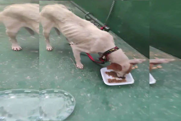 Vídeo. PCDF resgata cadela vítima de maus-tratos e encontra outro cão morto
